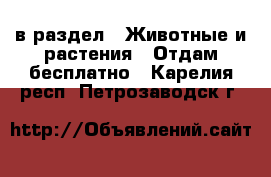  в раздел : Животные и растения » Отдам бесплатно . Карелия респ.,Петрозаводск г.